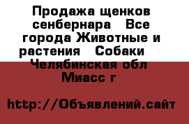 Продажа щенков сенбернара - Все города Животные и растения » Собаки   . Челябинская обл.,Миасс г.